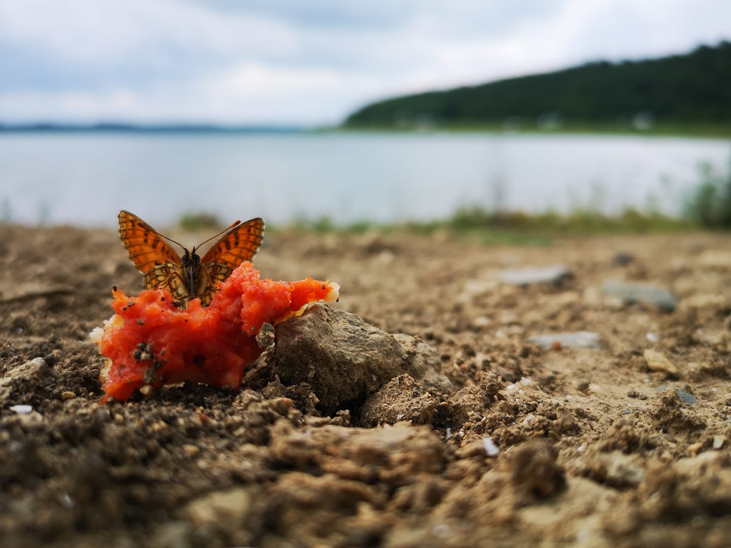 Einen roten Scmetterling