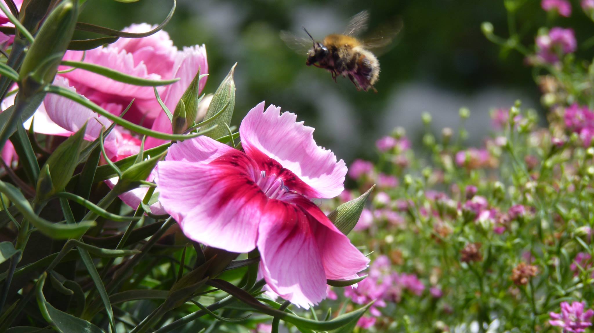 Eine Beine fliegt neben eine Blume